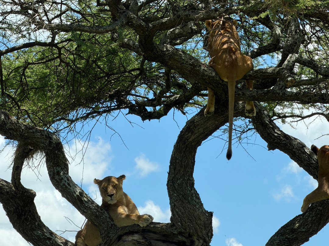 Sereland Africa Safaris-Sakina必去景点