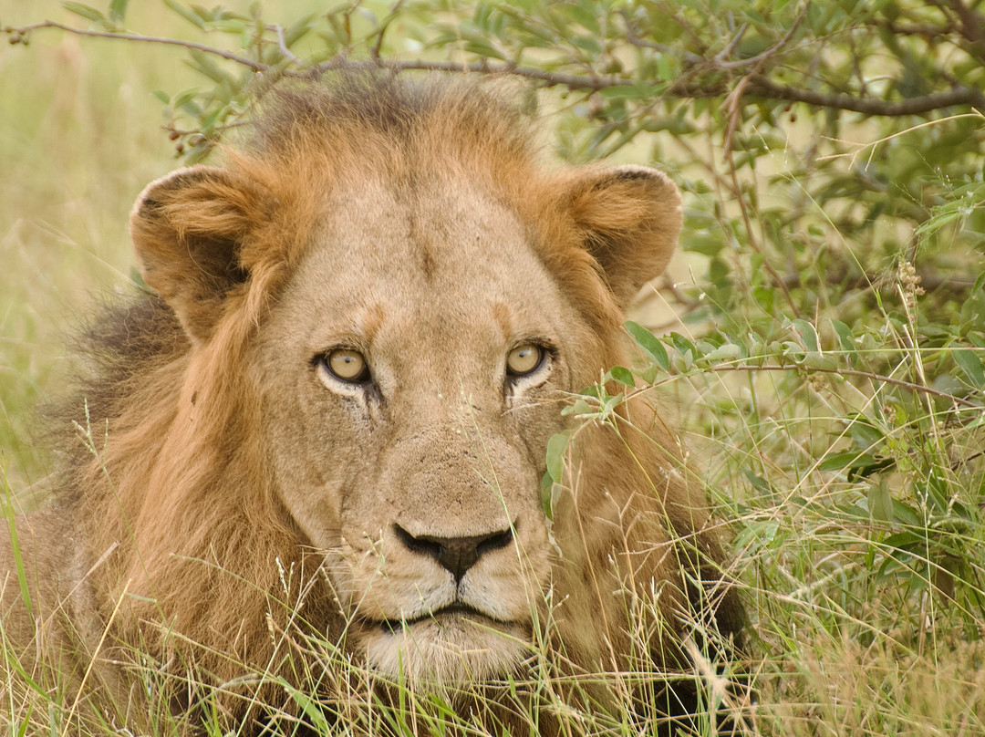 Honey Badger Safaris Kruger Tours-玛洛斯帕克必去景点