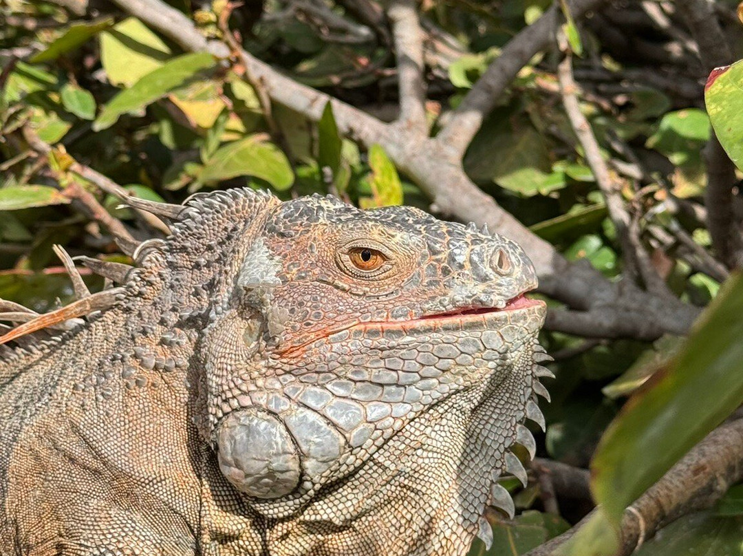 Zauber der Karibik-Marigot必去景点