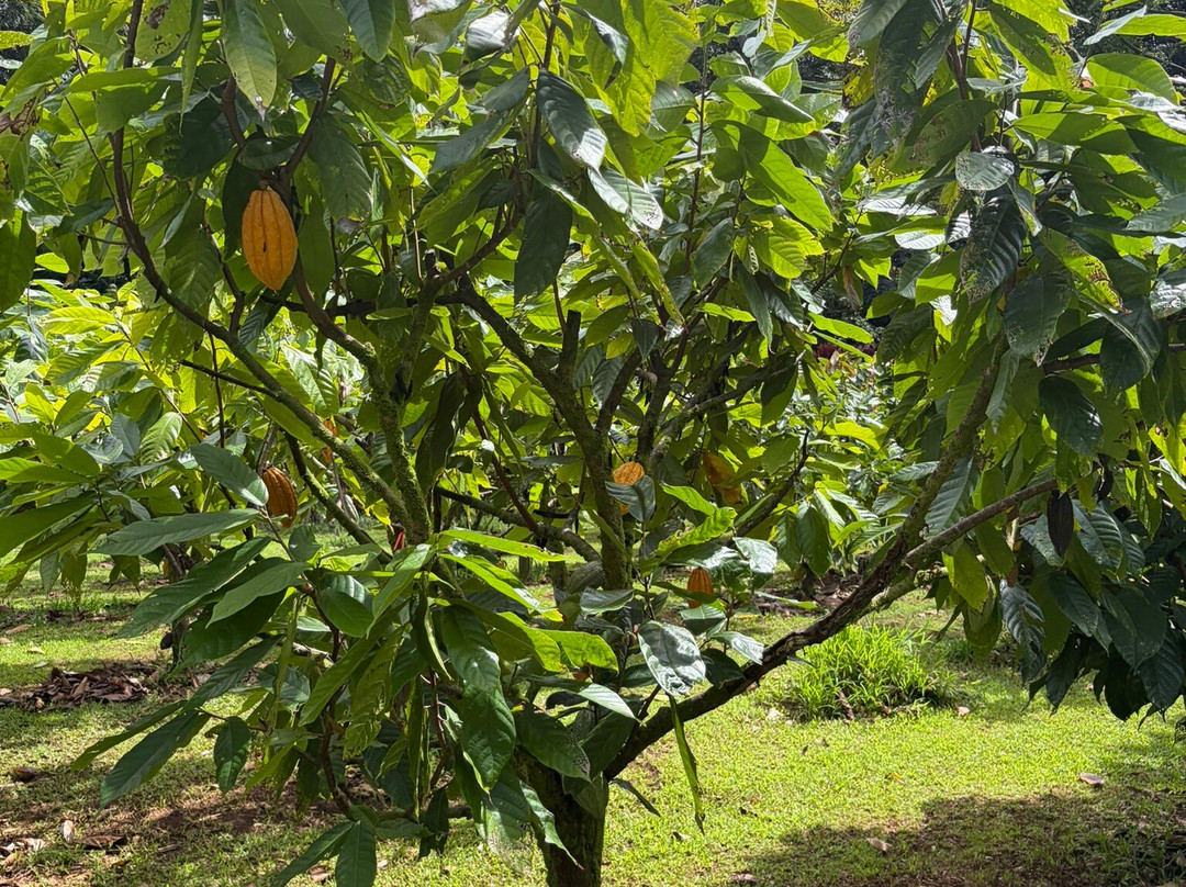 Hamakua Chocolate Farm-帕派科欧必去景点