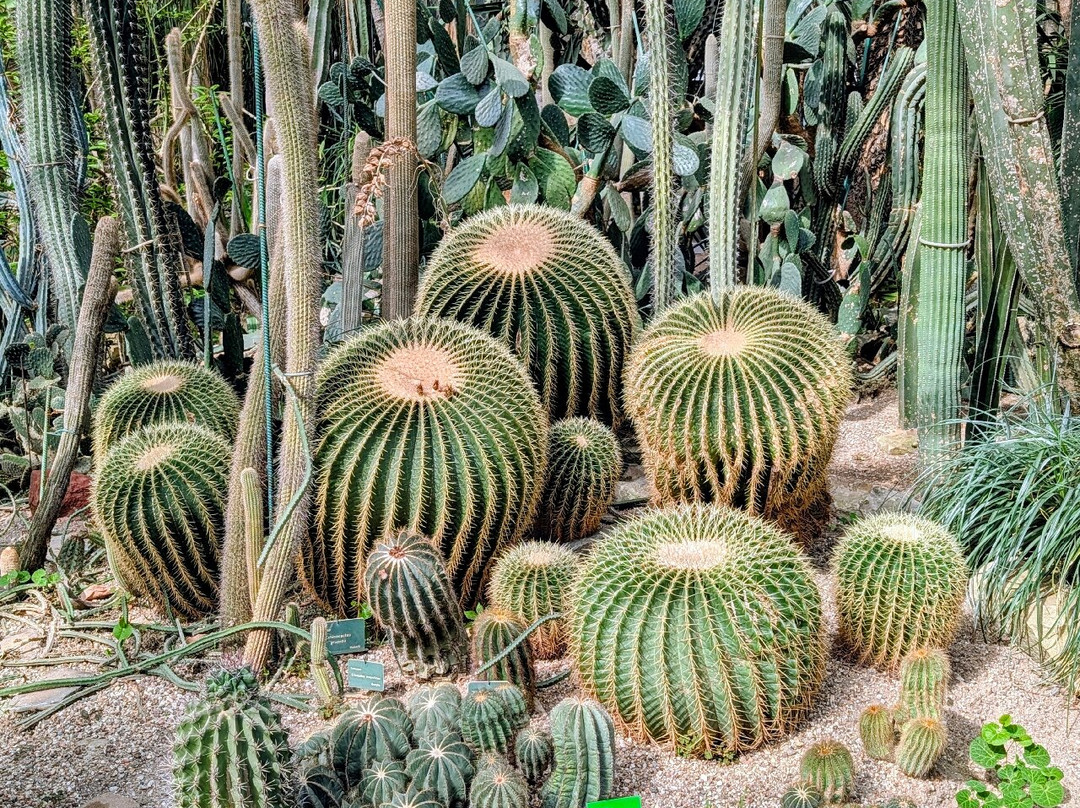 Palmiarnia Poznanska (Palmenhaus Poznan)-波兹南必去景点