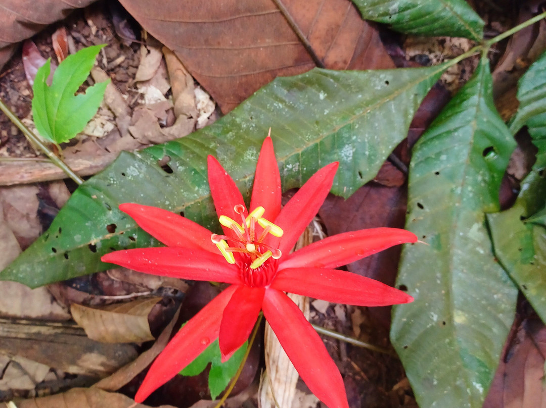 Corcovado Hiking Tours-希门尼斯港必去景点