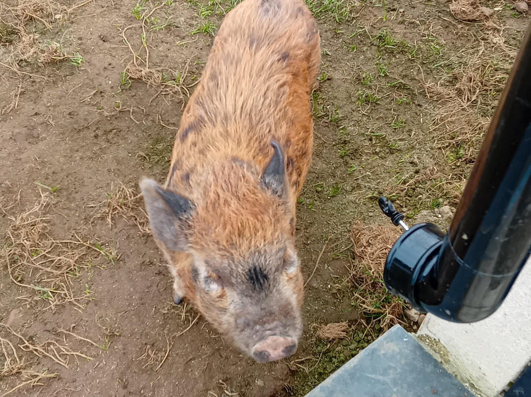 Filey Zoo-Filey必去景点