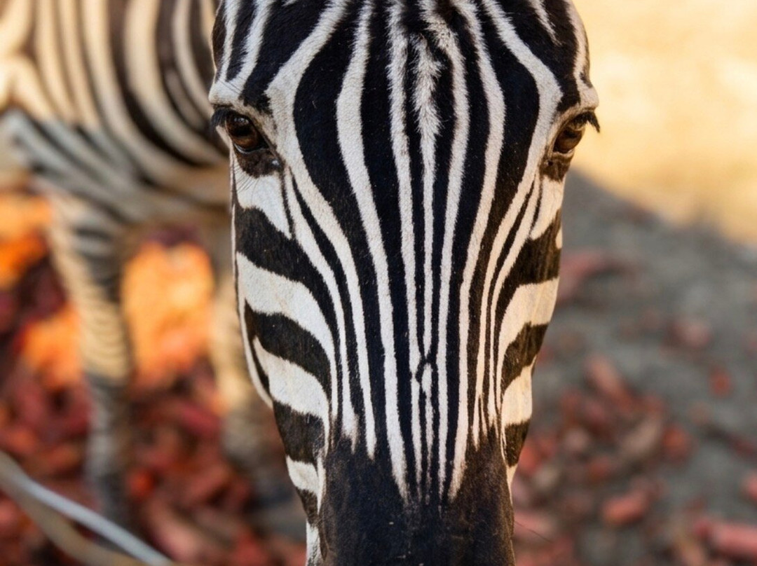 La Pequena Africa Animal Reserve-加的斯市必去景点