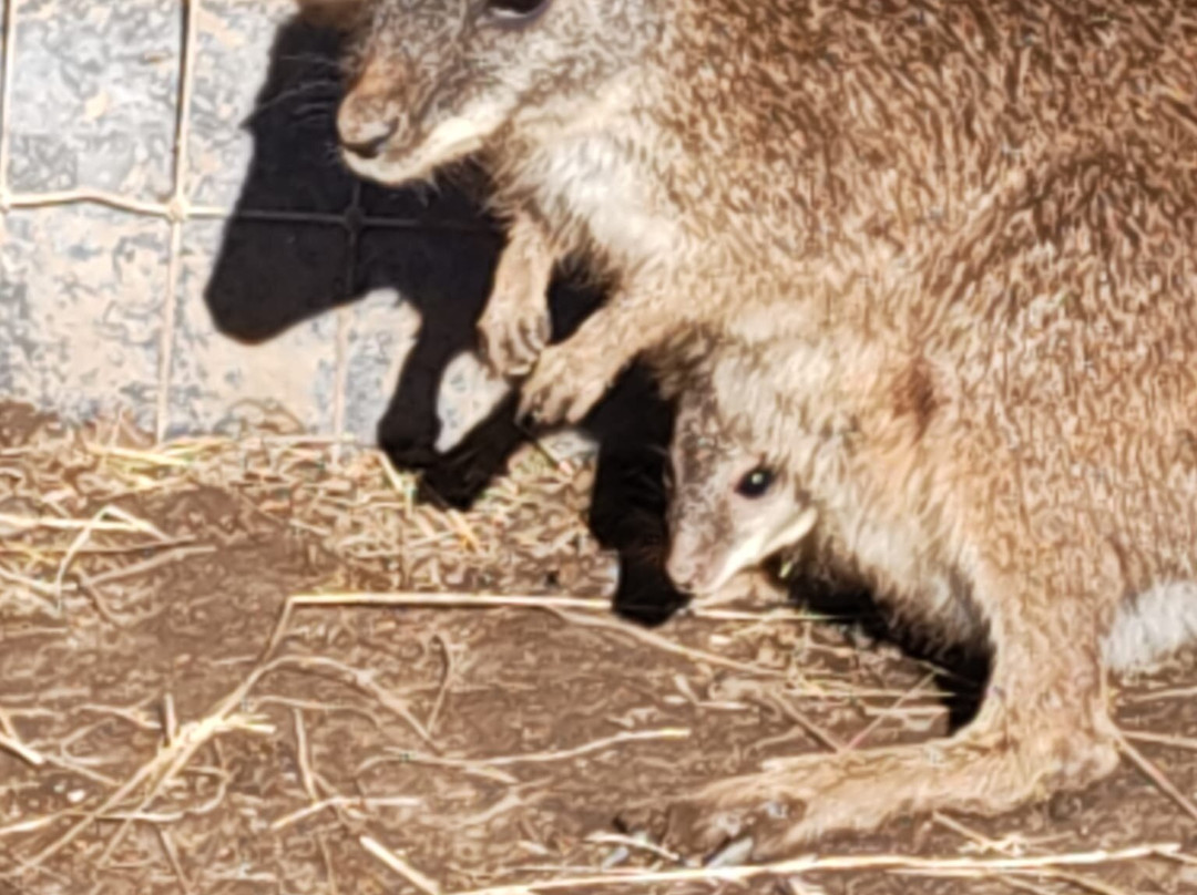 Nanny Sharon's Alpaca Farm C.I.C-Prenton必去景点
