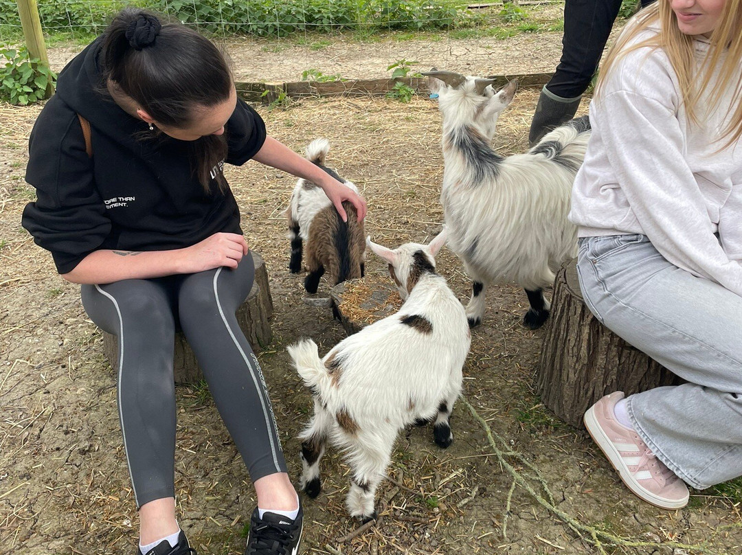 Hilly Ridge Alpacas-Wattisham必去景点