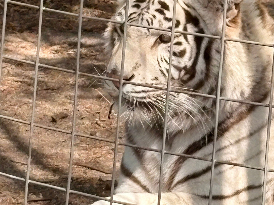Animal Park NC-伯灵顿必去景点
