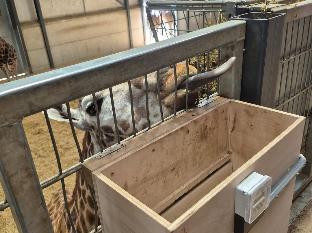 Woburn Safari Park-Woburn必去景点