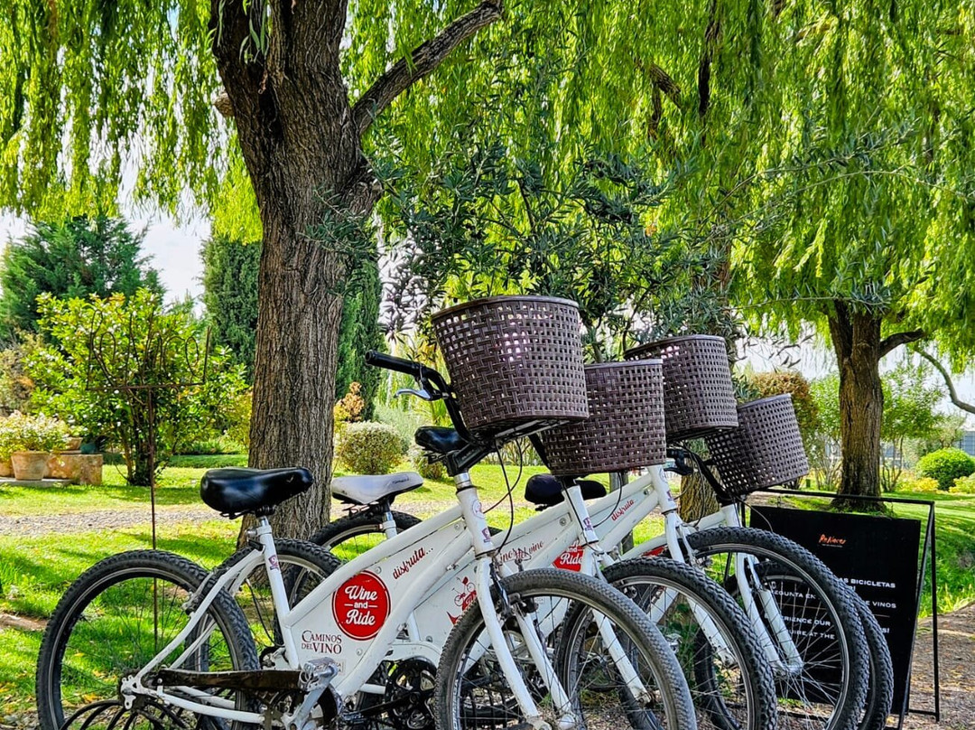 Vendimia Wine Tours-门多萨必去景点