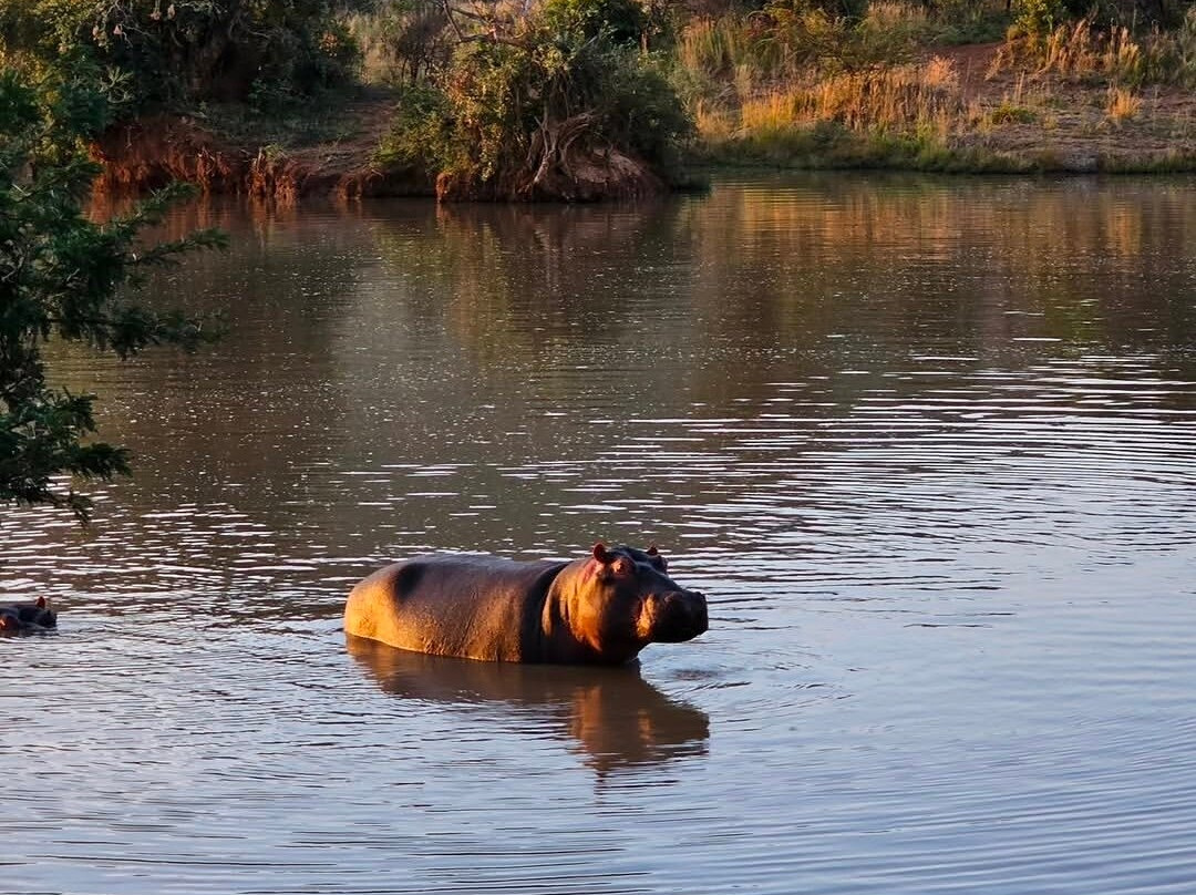 The Joburg Squirrel-约翰内斯堡必去景点