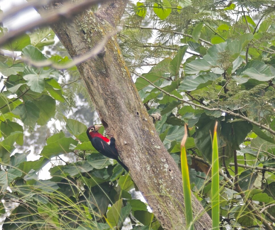 Nyandungu Eco-Park-吉佳利必去景点