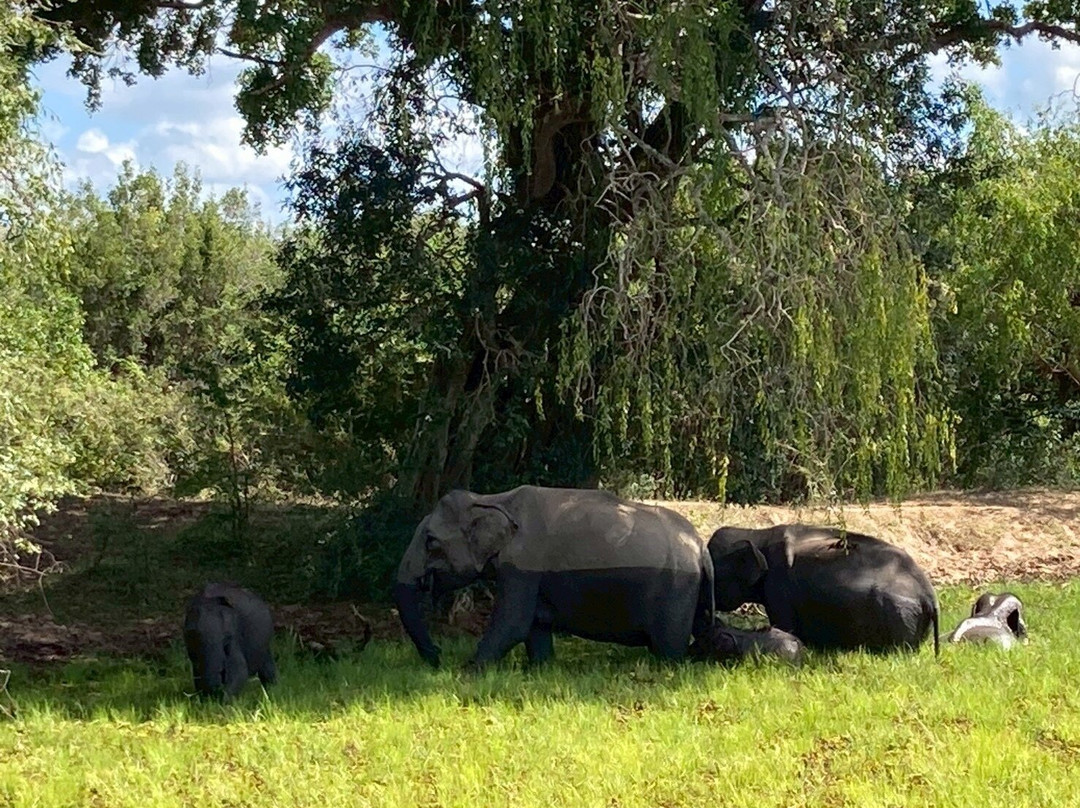 Yala National Park