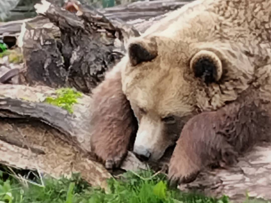 Camperdown Wildlife Centre-敦提必去景点