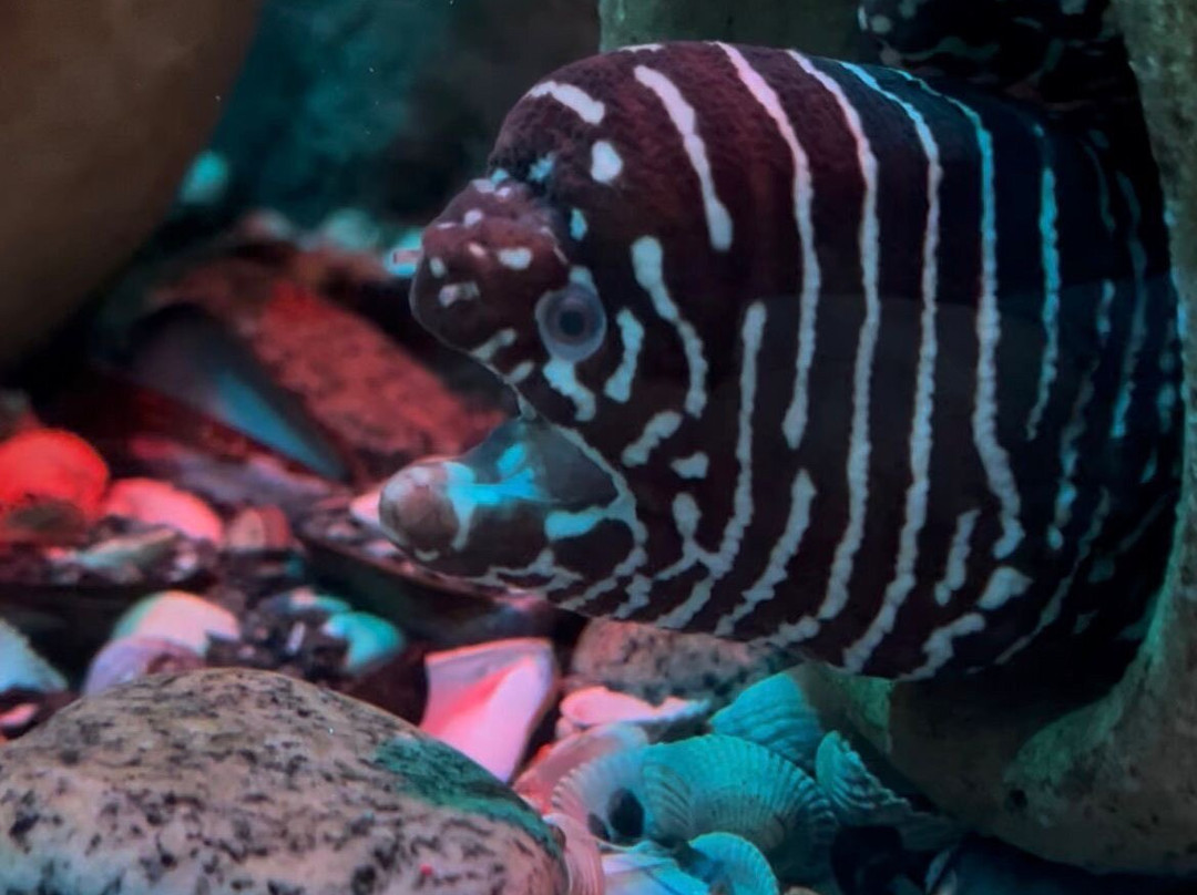 SEA LIFE Hunstanton-Hunstanton必去景点