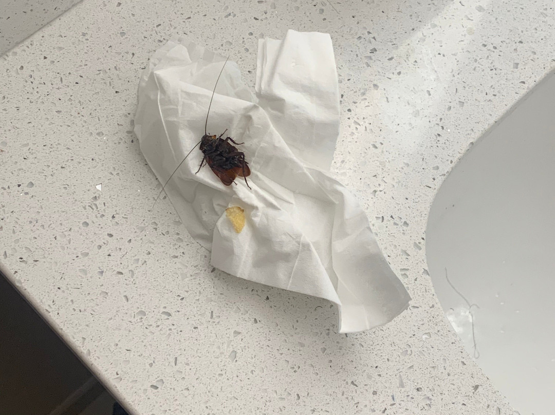 罗利卡瑞索尼斯塔ES套房酒店主图