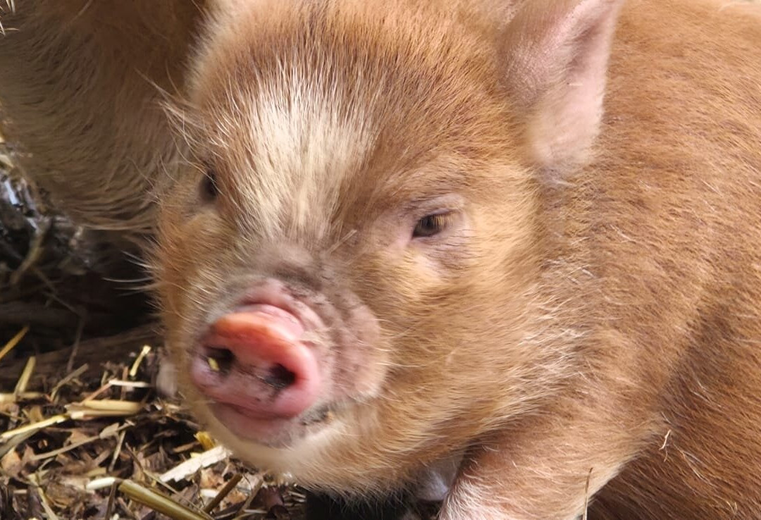 Kew Little Pigs Farm Ltd-Amersham必去景点