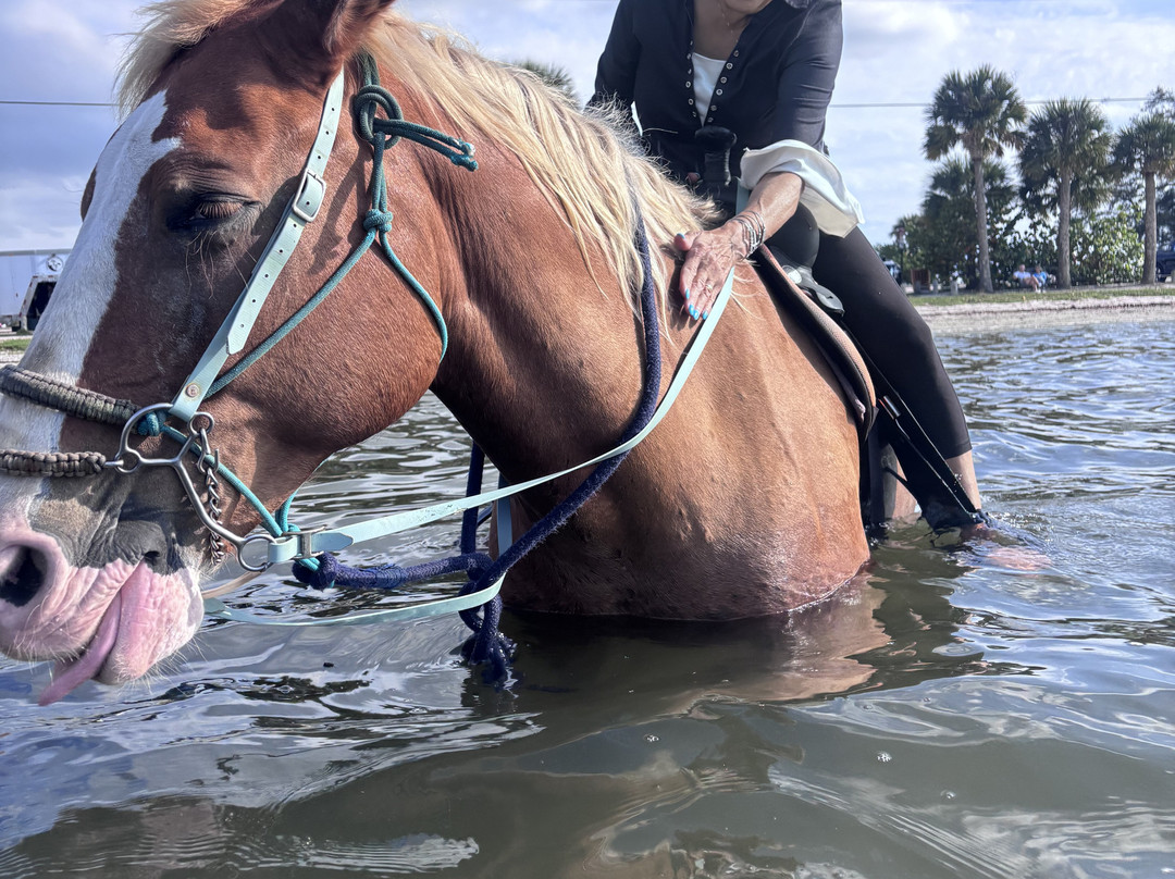 Florida Beach Horses-布雷登顿必去景点