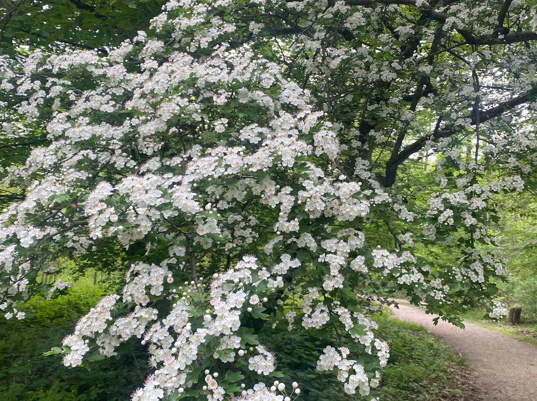 Maksimir Park (Maksimirirski perivoj)-萨格勒布必去景点