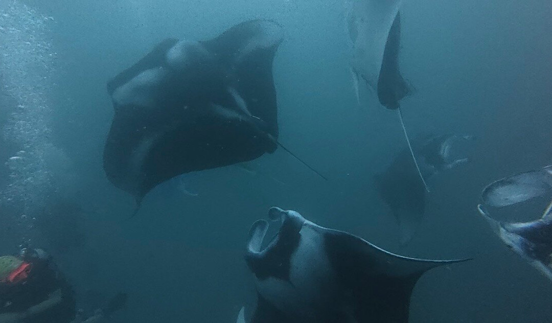 Diving Bluetribe Moofushi-南阿里环礁必去景点