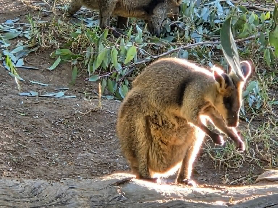 Sydney Zoo-布莱克敦必去景点