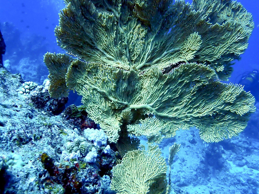 Emperator Diving Center-大湾必去景点