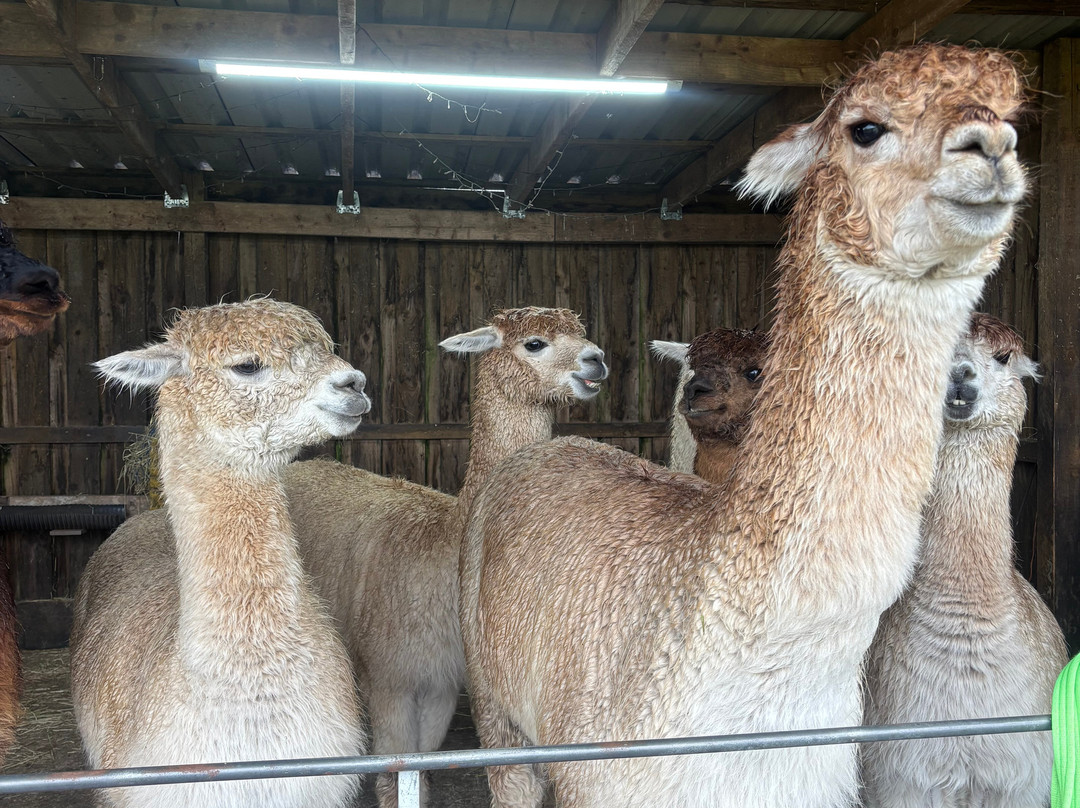 Larch Green Alpacas-格拉斯哥必去景点