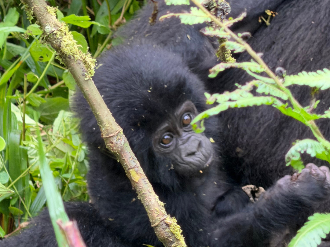 Volcanoes National Park Rwanda-Musanze District必去景点