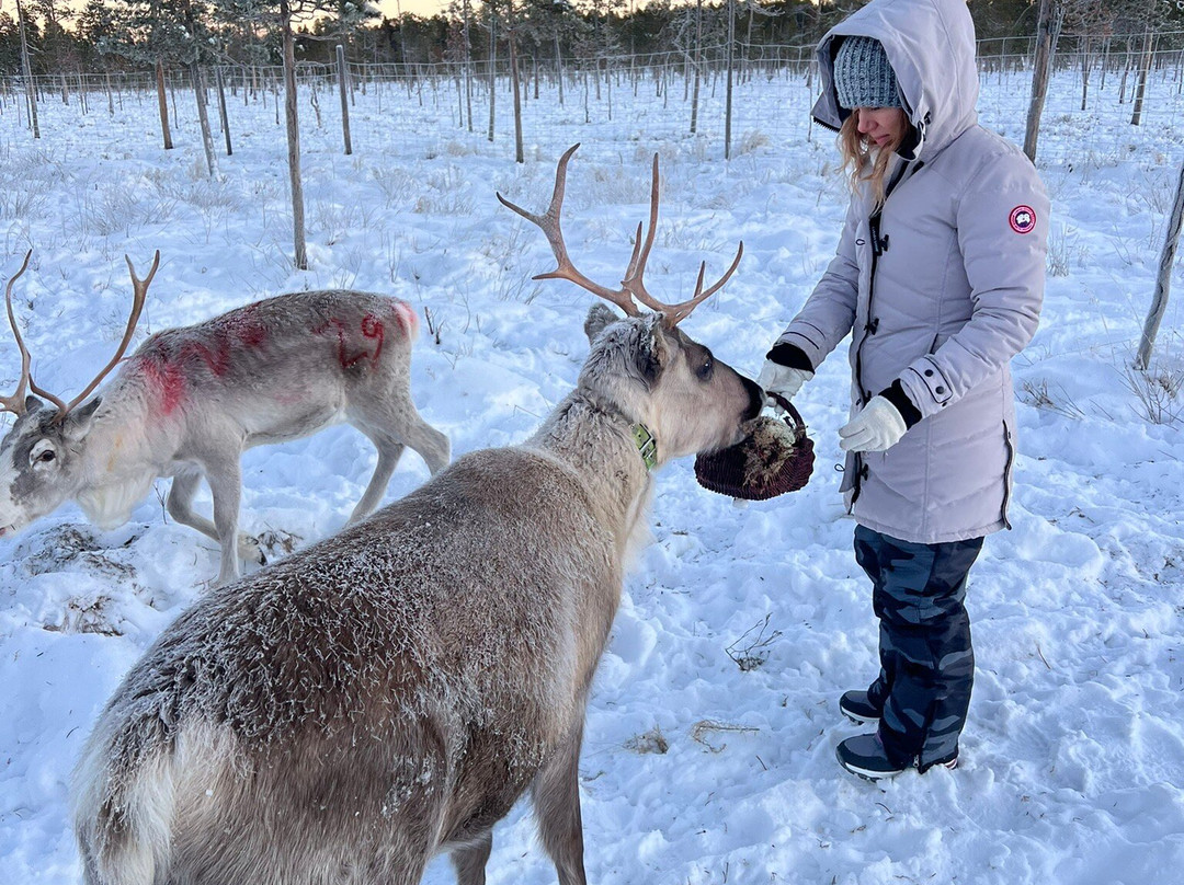 Reindeer Farm Renniina Inari-伊纳里必去景点