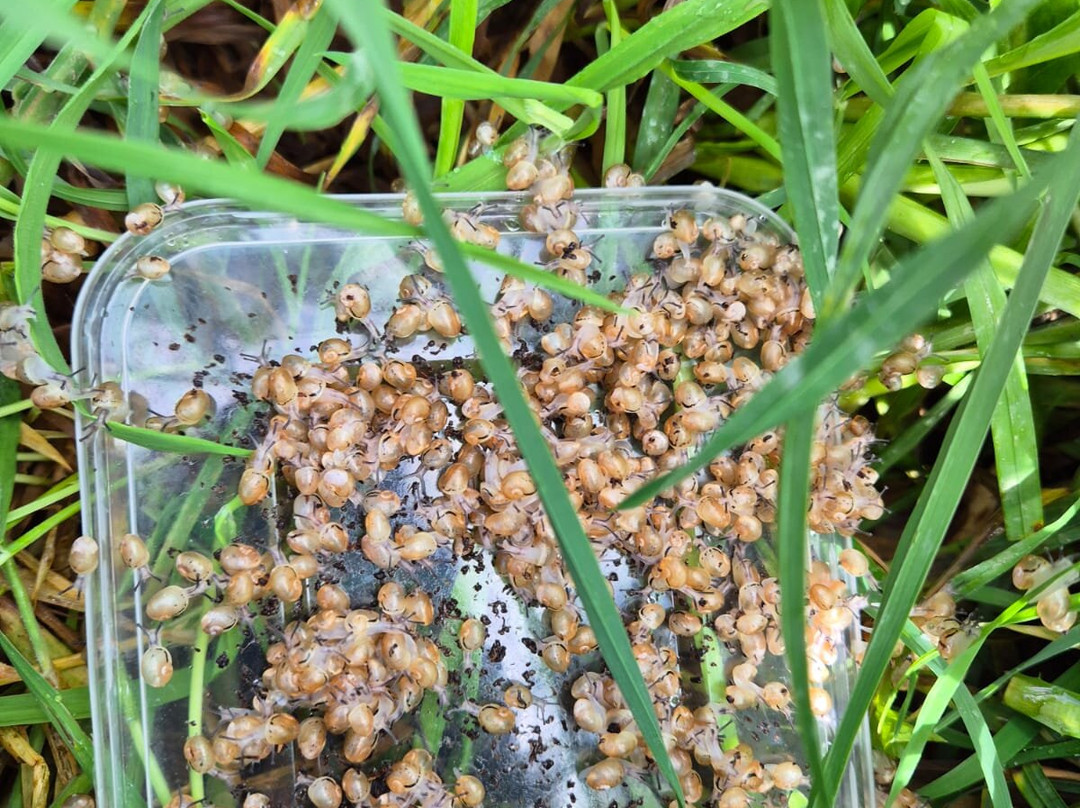 Snailfarm Cornu