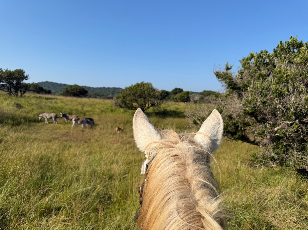 Bhangazi Horse Safaris-圣露西亚必去景点