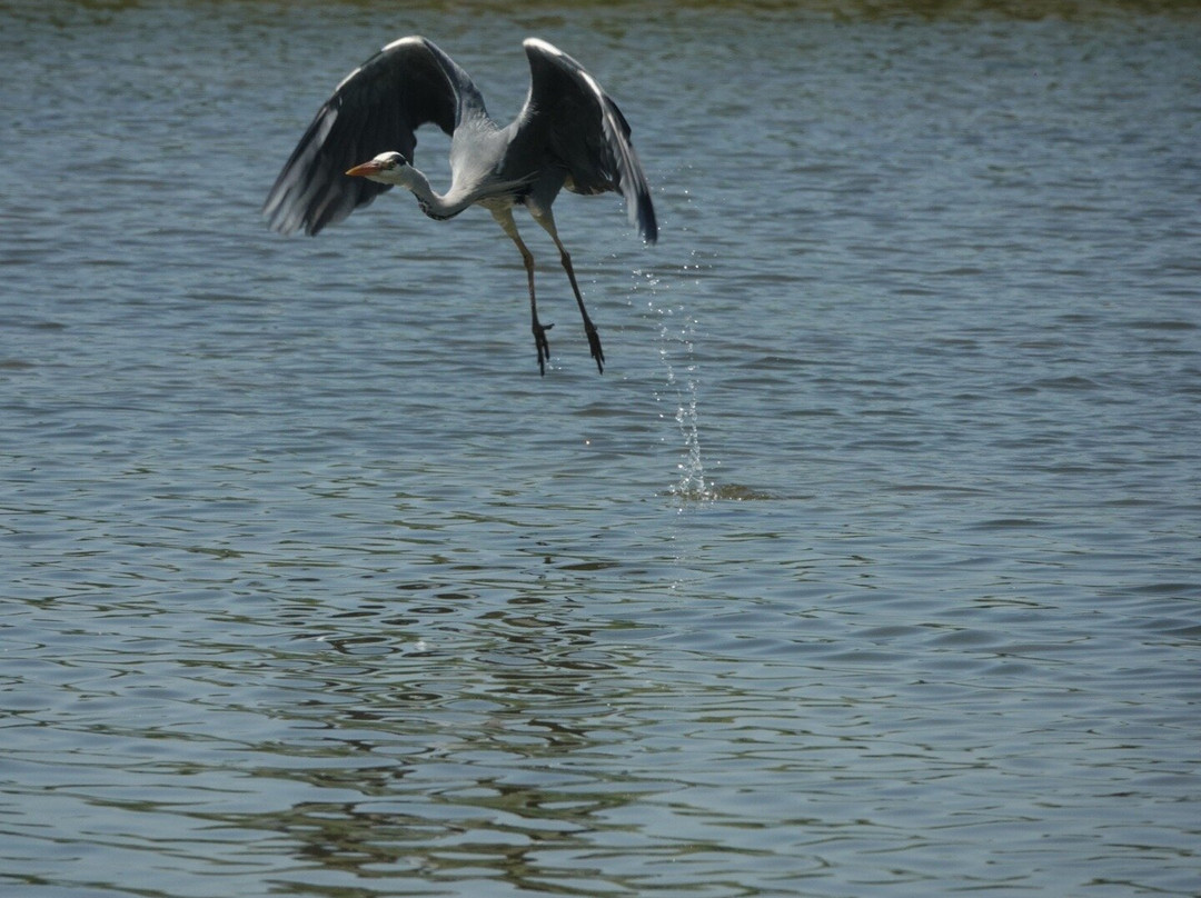 RSPB Weymouth Wetlands at Radipole Lake Nature Reserve-韦茅斯必去景点