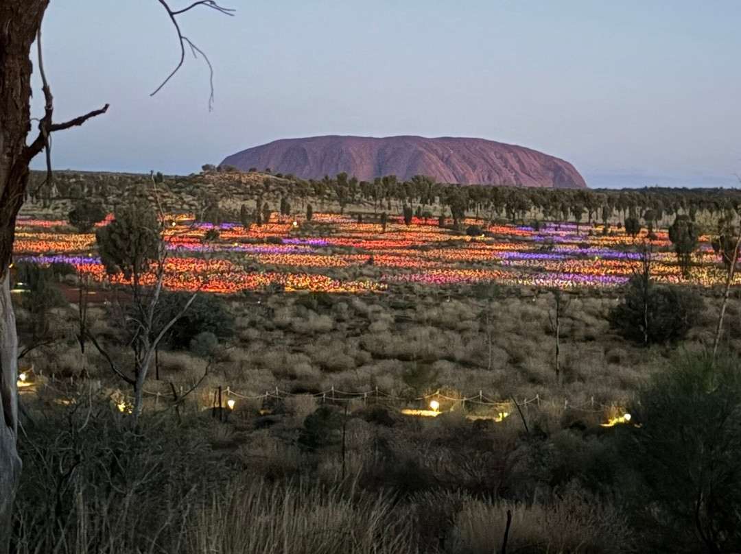 Field of Light-乌鲁鲁-卡塔丘塔国家公园必去景点