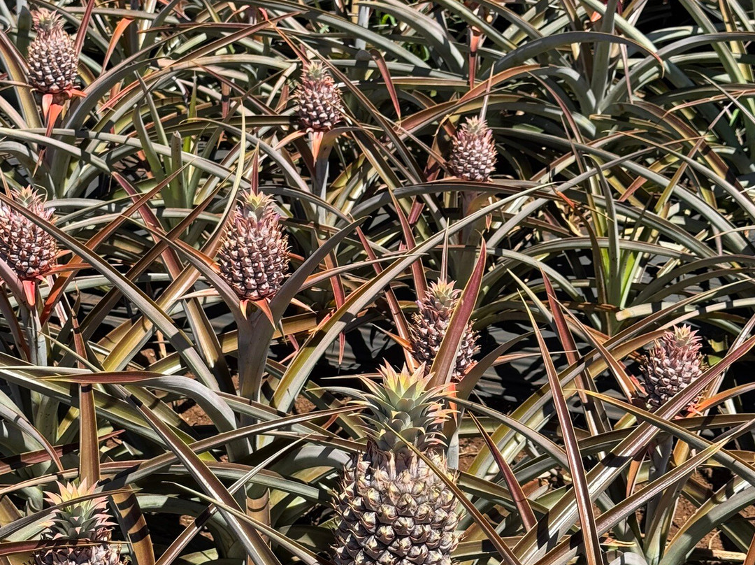 Maui Pineapple Tour-马卡瓦必去景点