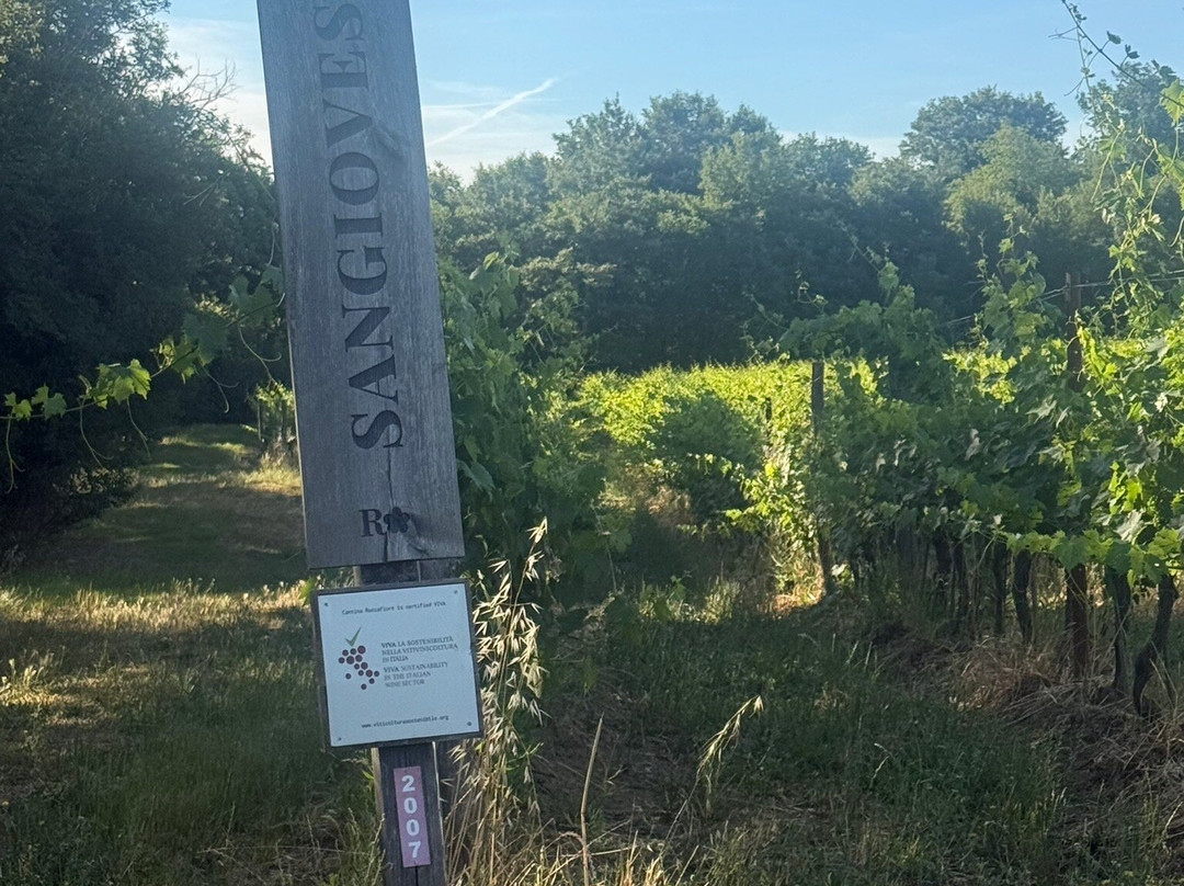 Roccafiore Winery-托迪必去景点