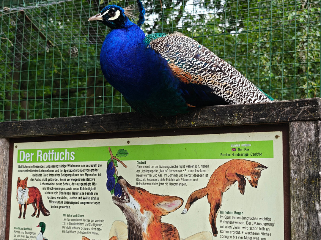 Wildpark Frankenhof-Reken必去景点