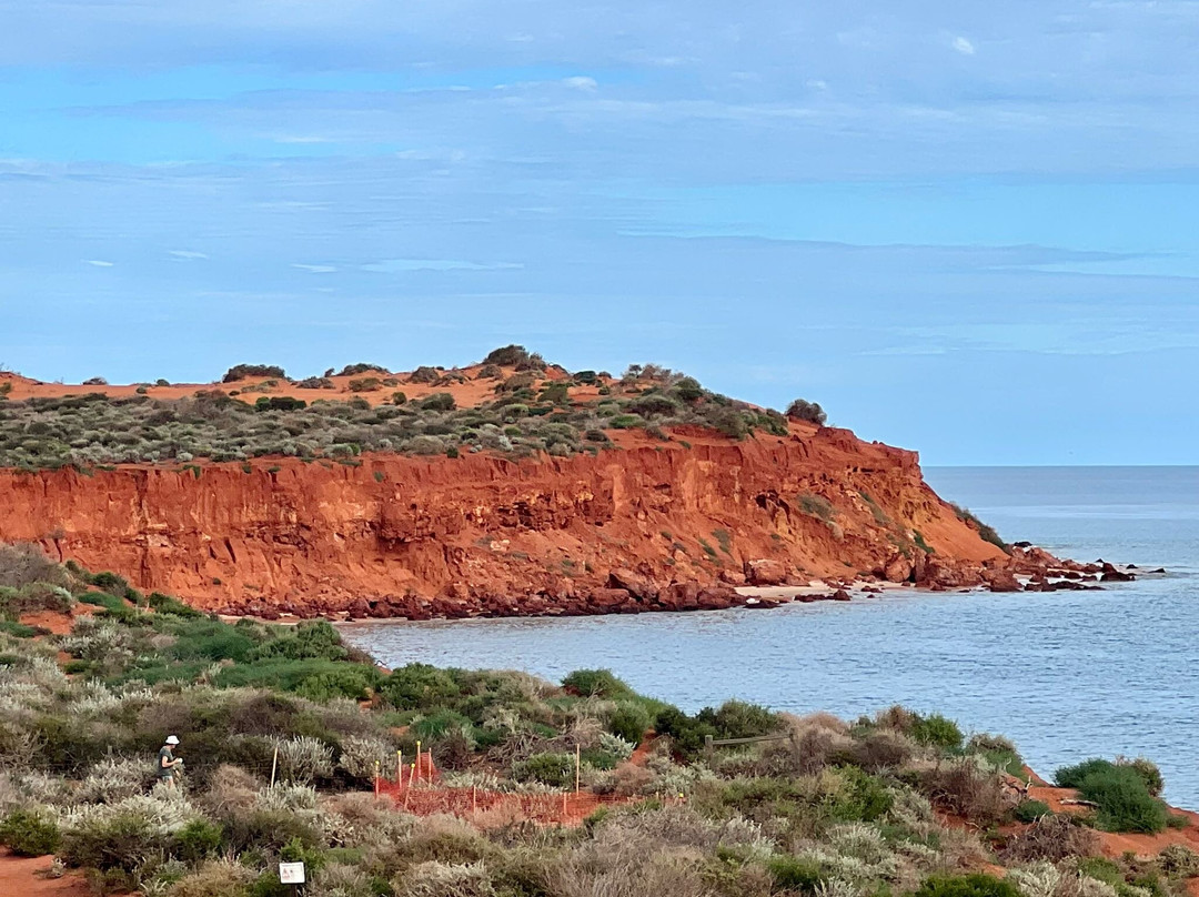 Shark Bay Coastal Tours-德纳姆必去景点