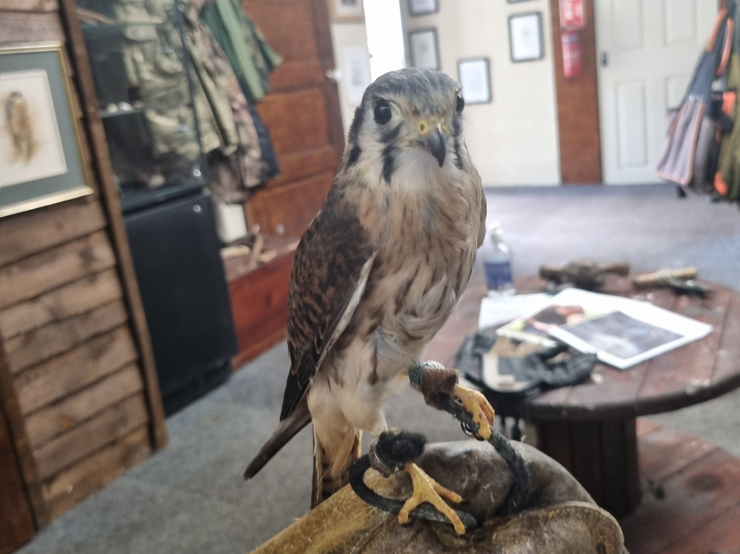 Riverside Falconry-纽卡斯尔必去景点
