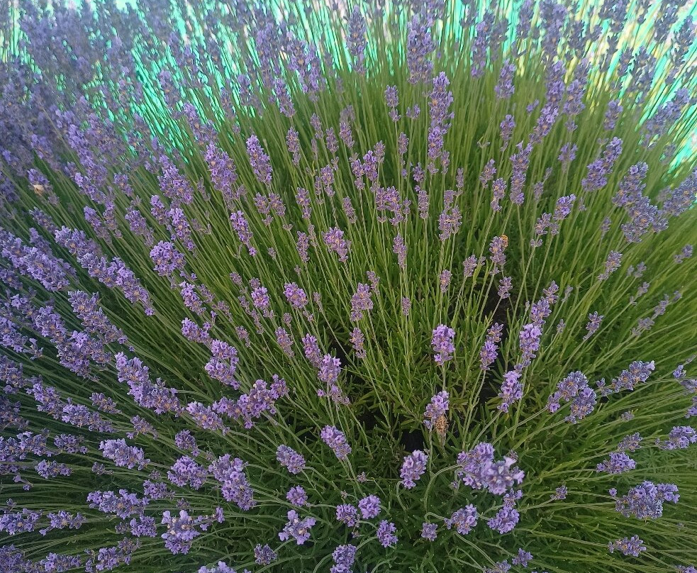 Hotel Izgrev Aqua Park-Struga必去景点