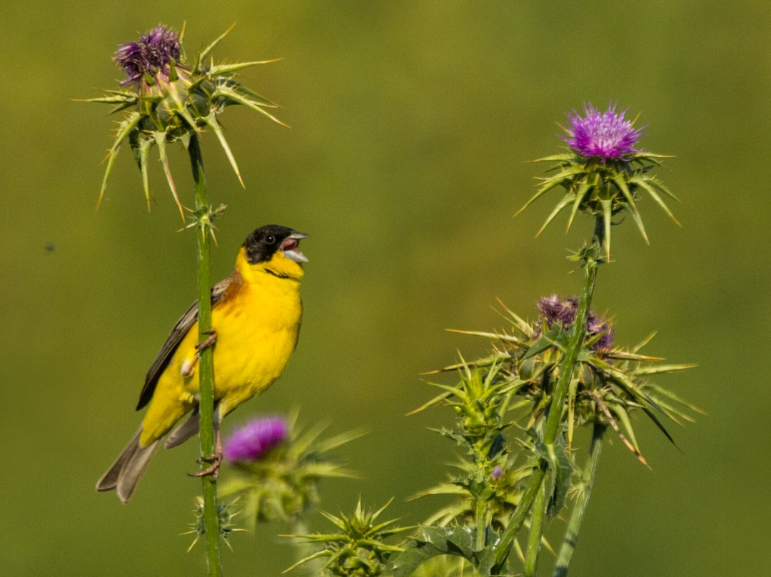 Greece Bird Tours-Marathon必去景点