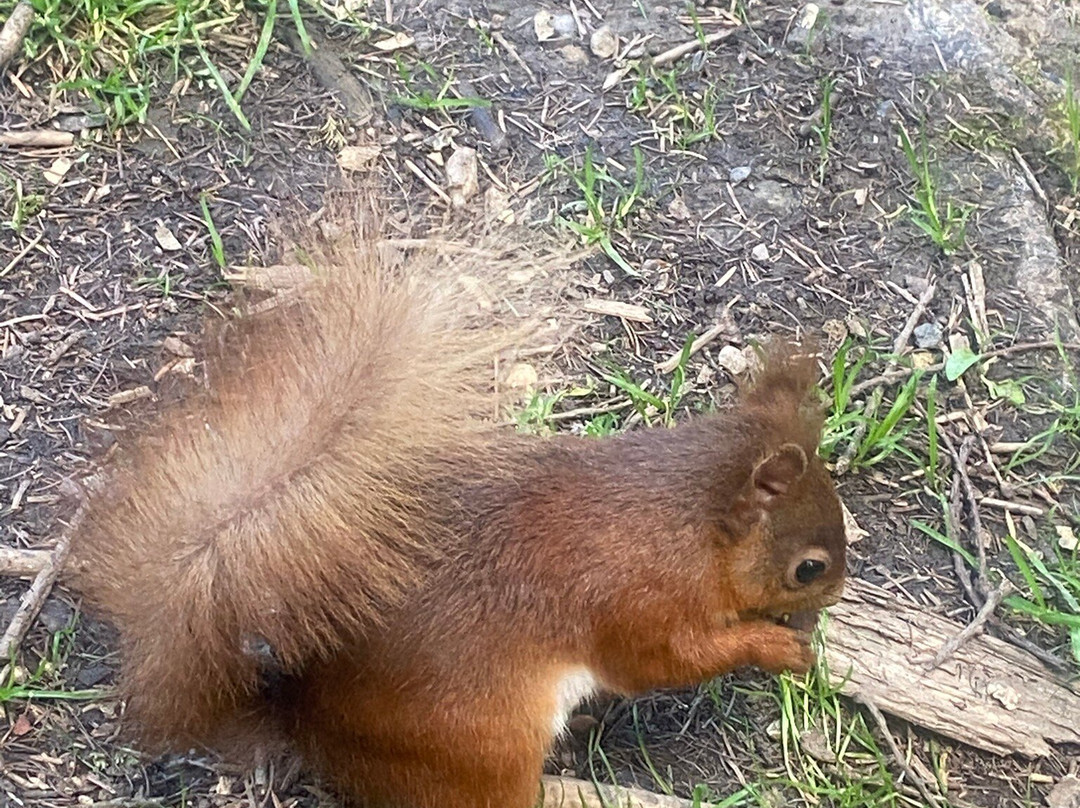 Snaizeholme Red Squirrel Trail-约克郡河谷国家公园必去景点
