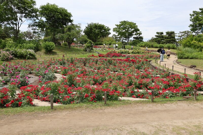 Hamadera Park-坂井市必去景点