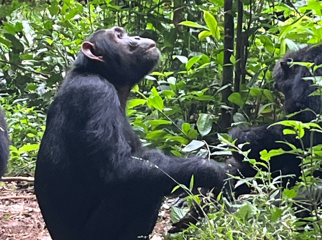 Nkuringo Safaris-布恩迪难以穿越的国家公园必去景点