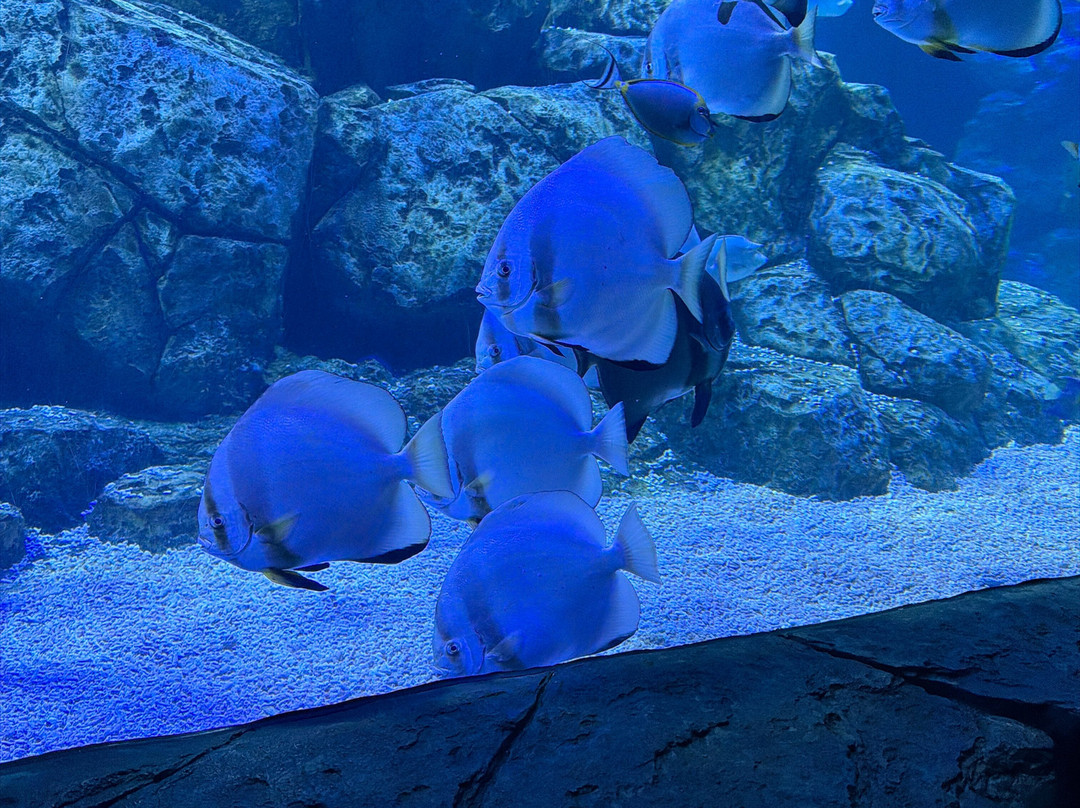 Marassi Aquarium & Underwater Zoo-Diyar Al Muharraq必去景点