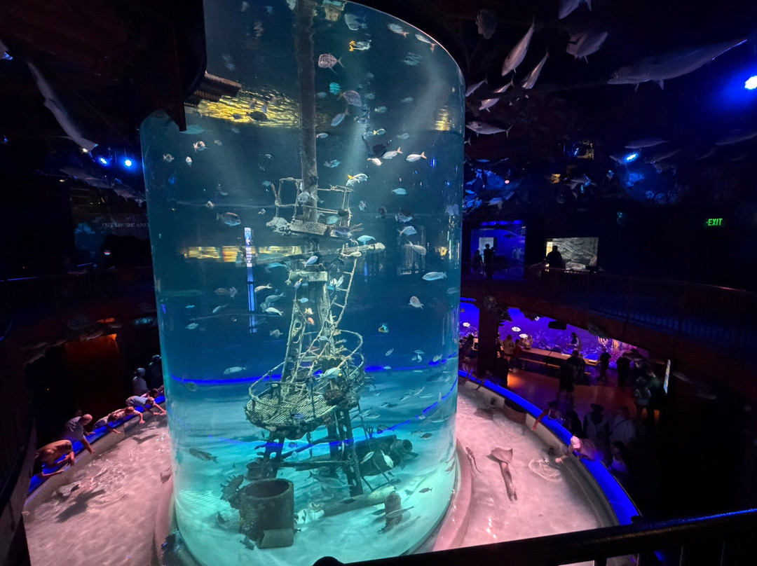 Johnny Morris' Wonders of Wildlife National Museum and Aquarium-斯普林菲尔德必去景点