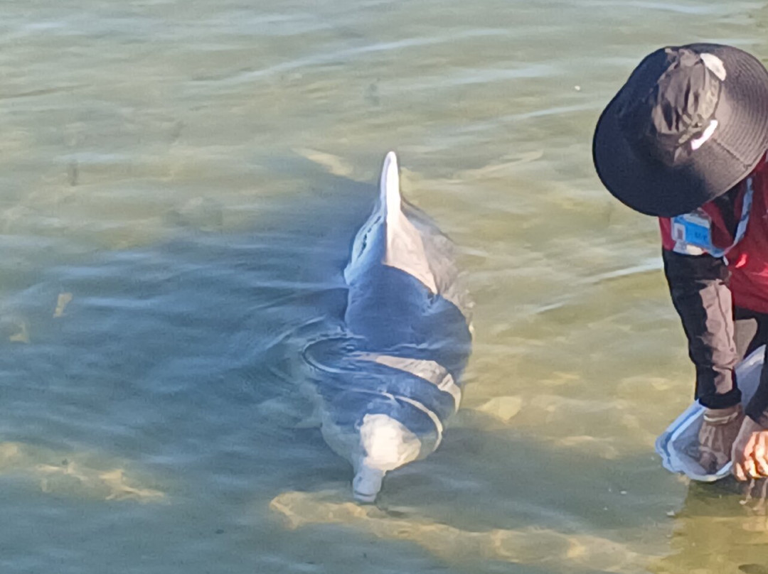 Barnacles Dolphin Centre-Tin Can Bay必去景点