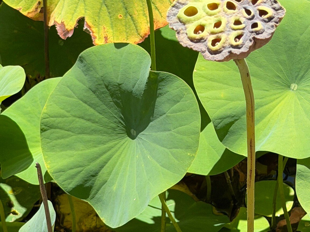 Orchard Of Flavours Botanical Garden-Luz de Tavira必去景点