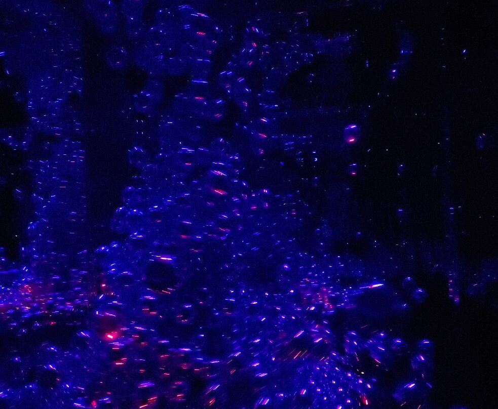 teamLab Phenomena Abu Dhabi-阿布扎比必去景点