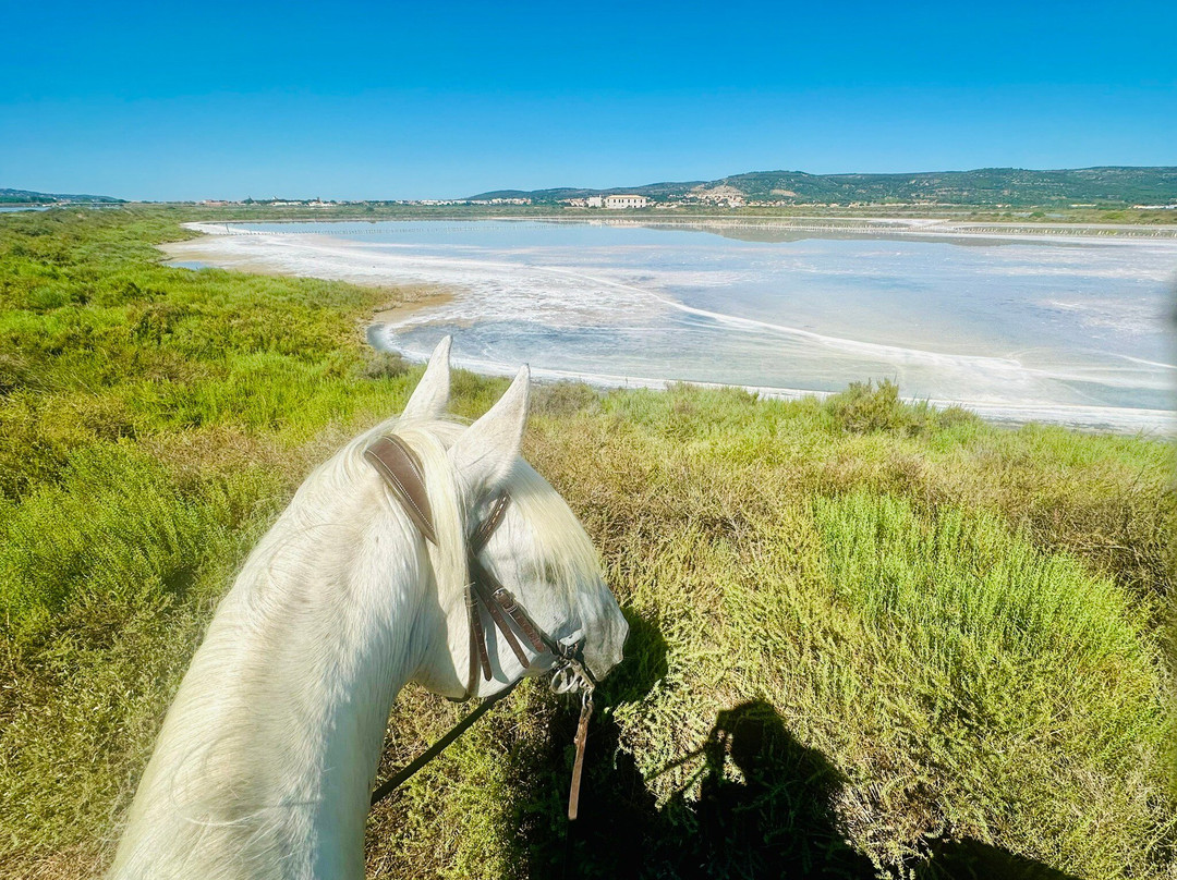 Promenade A Cheval Des Aresquiers-Vic-la-Gardiole必去景点