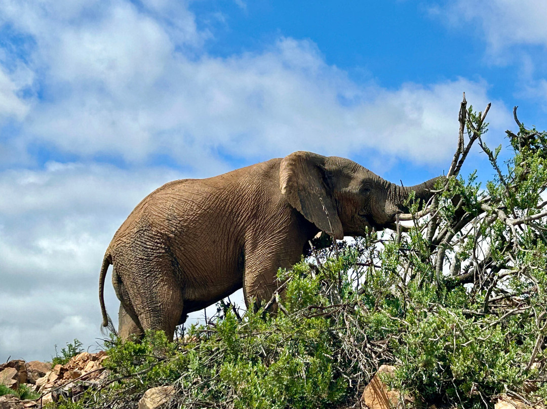 Lalibela Wildlife Reserve Mark's Camp Family Lodge主图