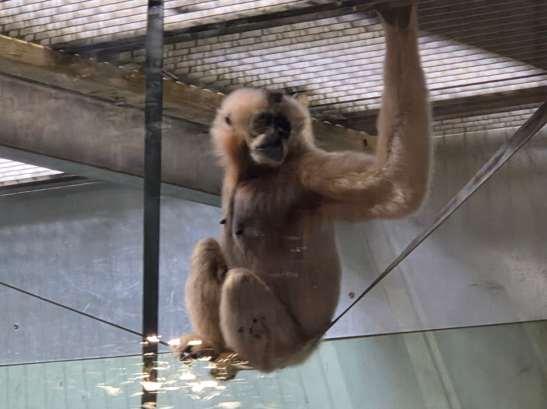 Twycross Zoo-Atherstone必去景点
